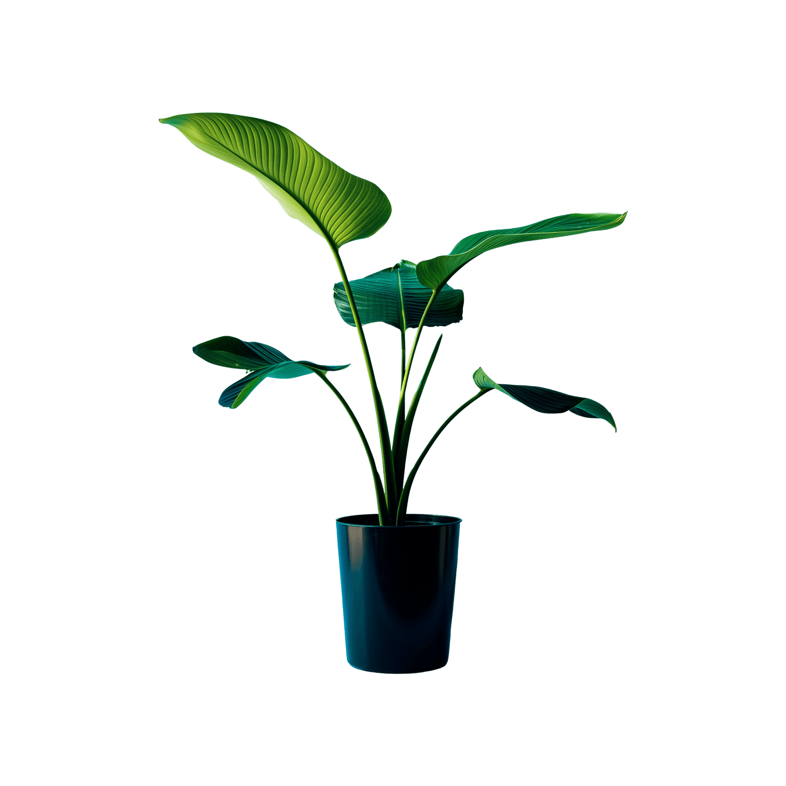 Tropical Paradise Plant